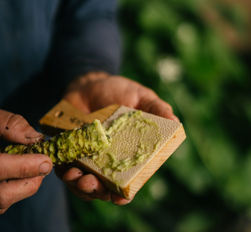 wasabi
