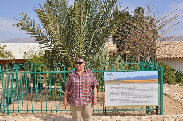 palm trees in israel