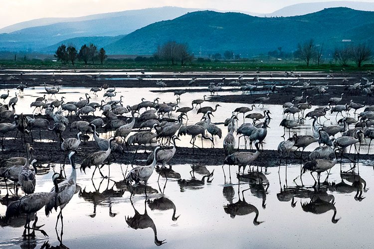 Cranes-at-Dusk_LandingPage_750x500 Cranes-at-Dusk_LandingPage_750x500
