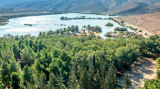 Greening the Land_JNF_524x293