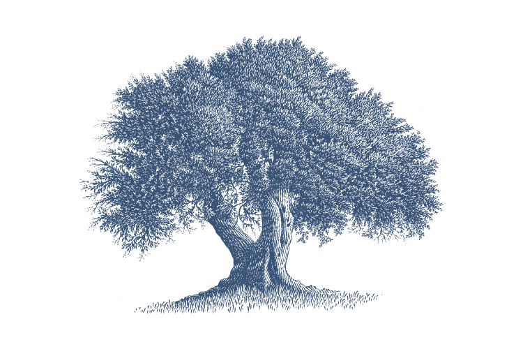 LandingPage_Tree of Life_750x500px_JNFUSA LandingPage_Tree of Life_750x500px_JNFUSA