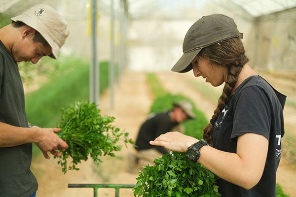 Local Arava youth harvest herbs in greenhouses