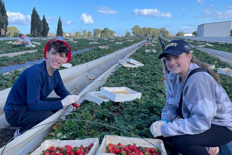 Strawberry Picking