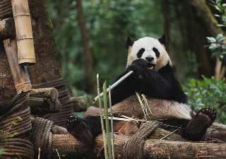 panda eating bamboo