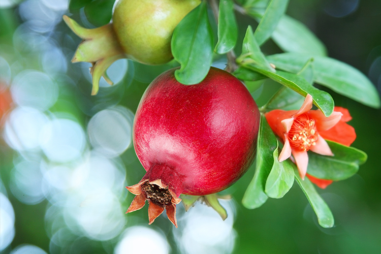 Wfi-pomegranate-eventlanding Wfi-pomegranate-eventlanding