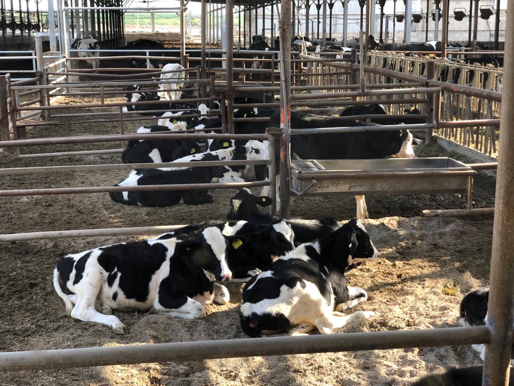 Cow 1