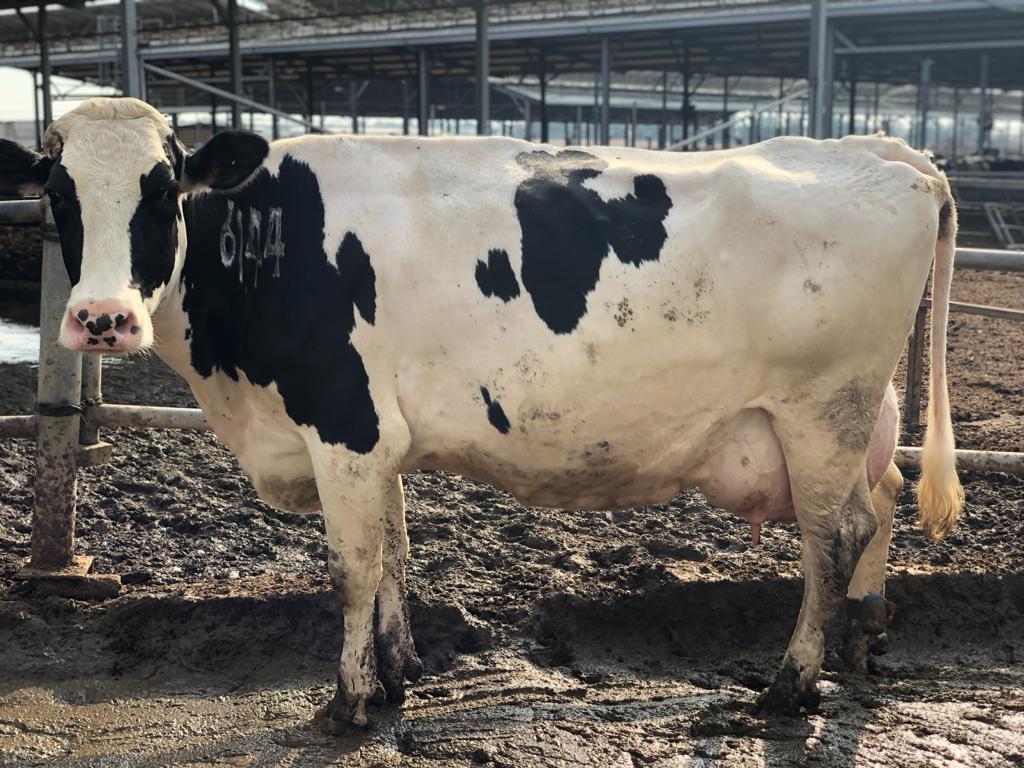 Cow 2
