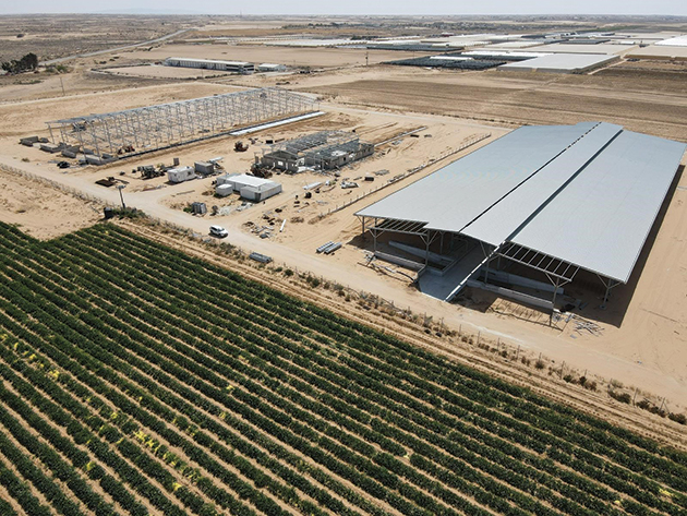 Dairy Farm in the Negev